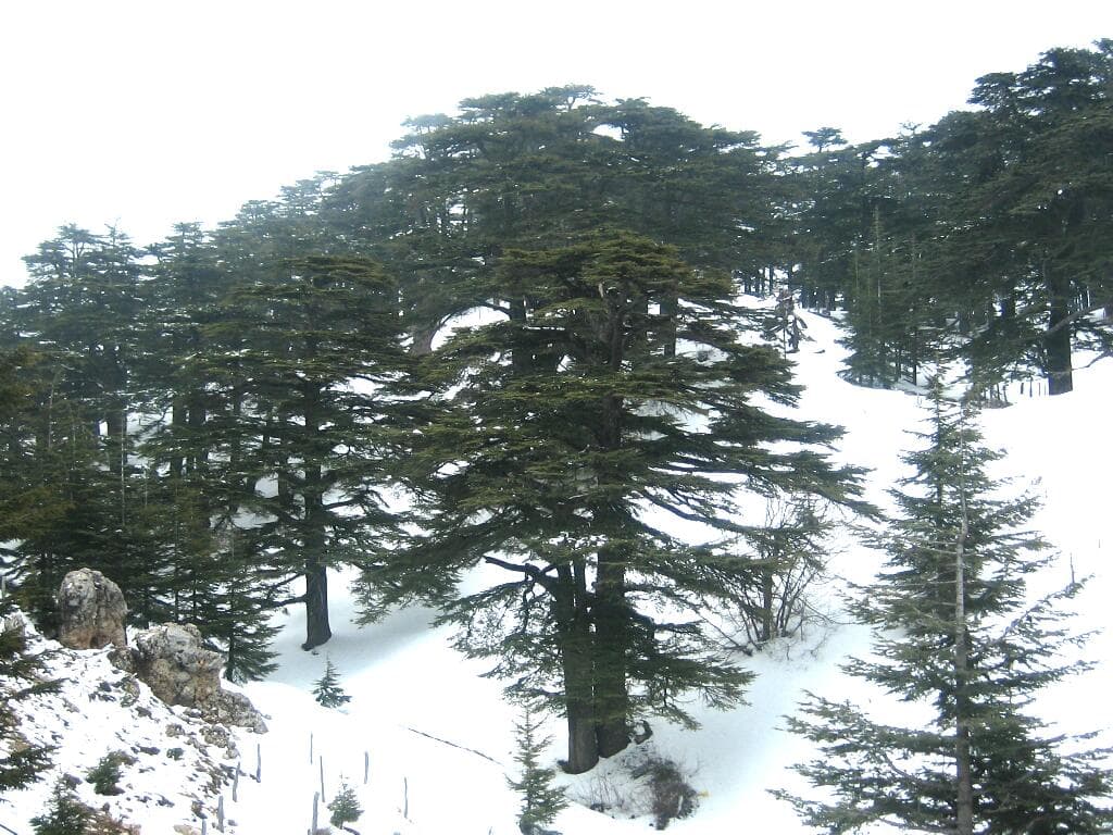 Cedars Bsharri in Lebanon - snow on the ground.