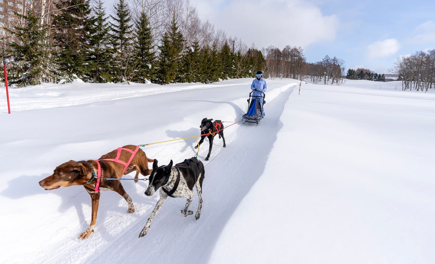 Rusutsu in Japan - two dogs pulling a sler through the snow.
