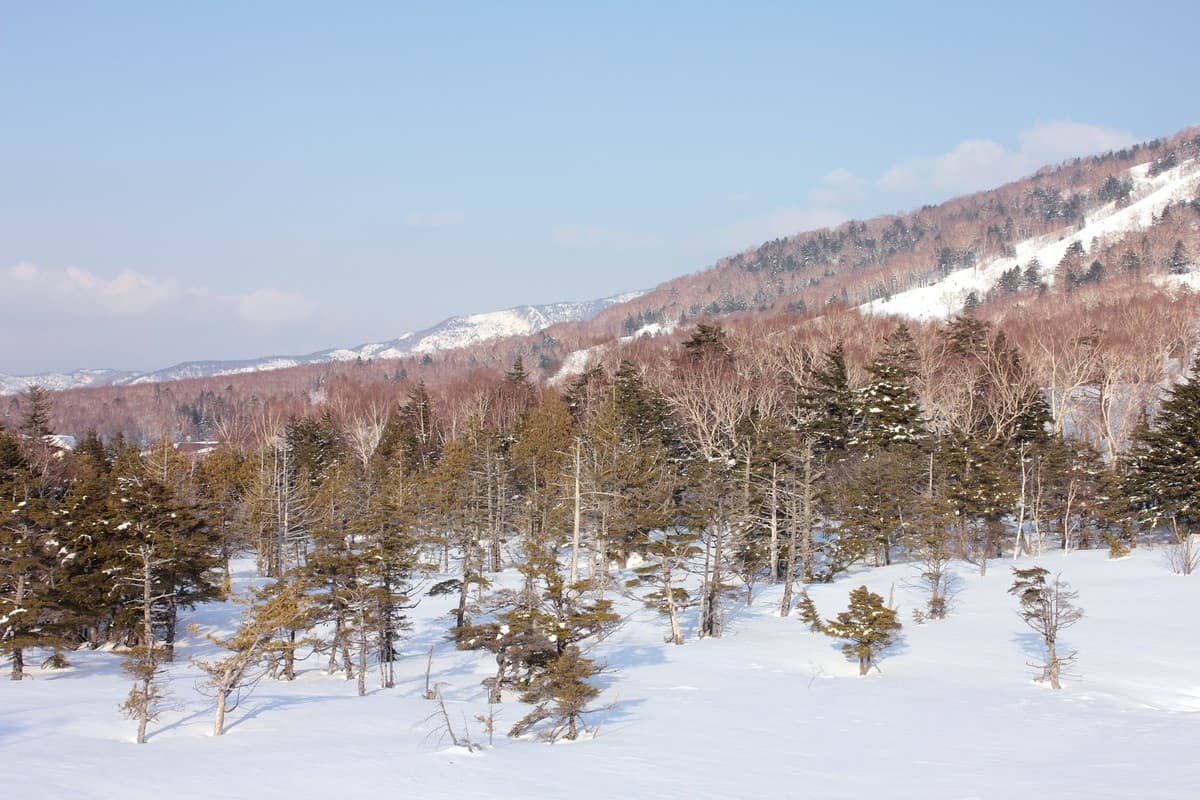 Winter scene at Tanne no mori Okojo in Japan, featuring a snow-covered landscape, a chalet, and a glimpse of a ski resort.