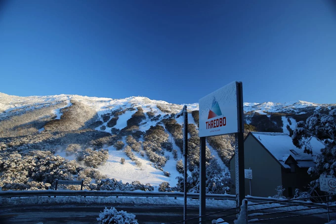 Thredbo in Australia - a bear that is walking in the snow.