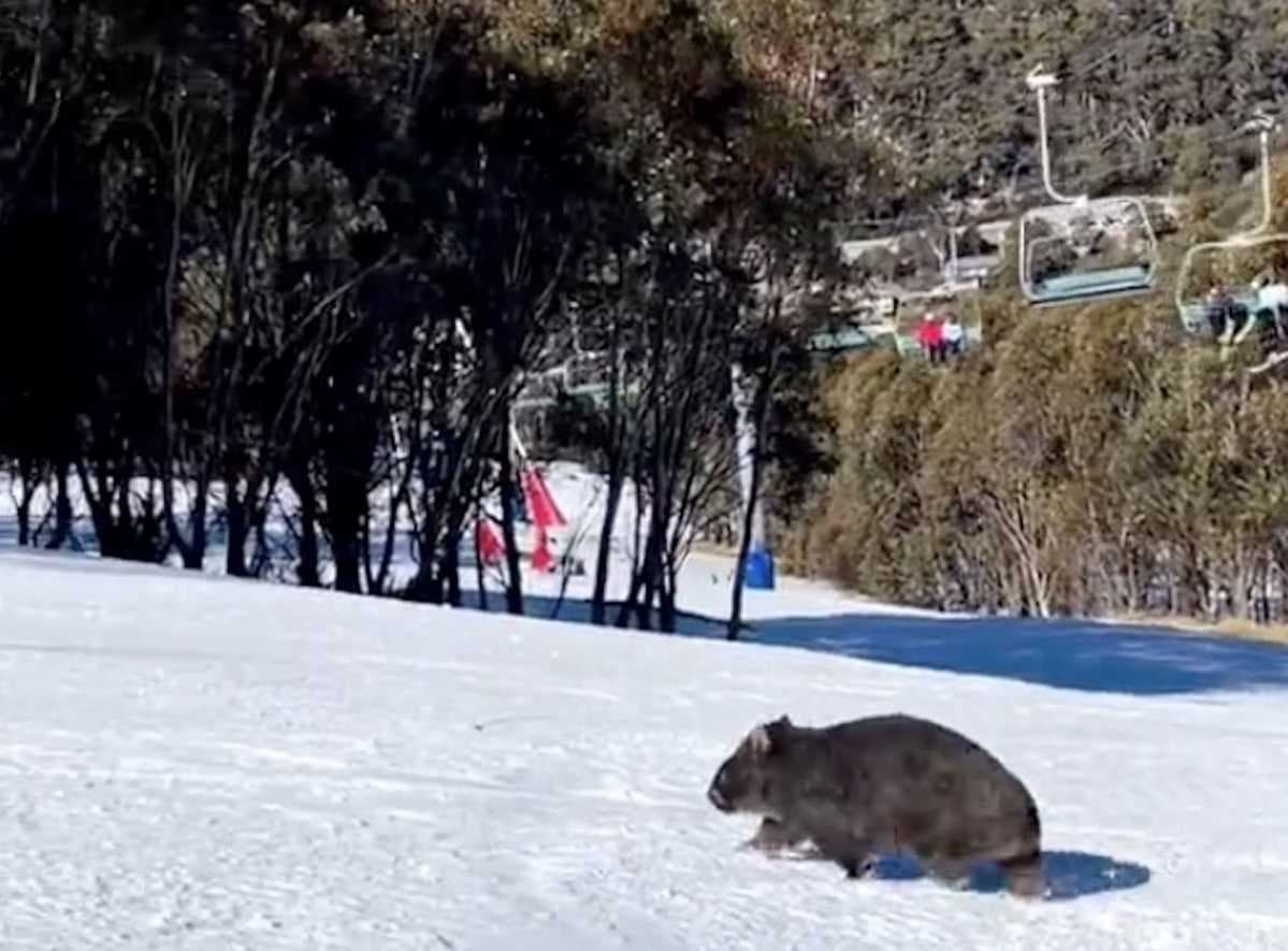 Thredbo in Australia - two pictures of a ski slope with snow on it.
