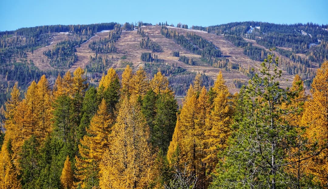 Kimberley in Canada - a mountain with trees and mountains in the background.