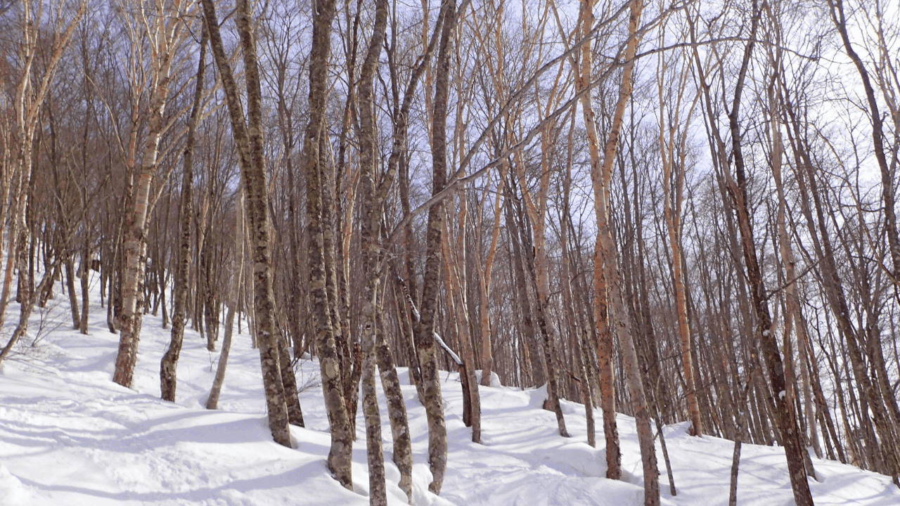 Tsugaike Kogen in Japan - the trees are bare.