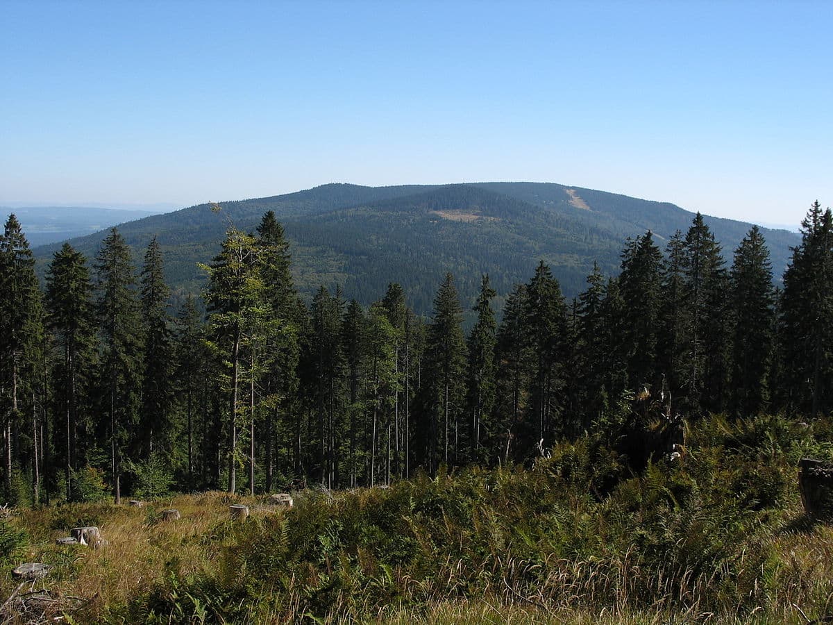 Hochficht in Austria - a view of a forest with a mountain in the background.
